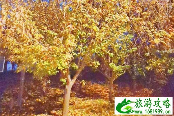 2021西安免费观赏银杏的地方