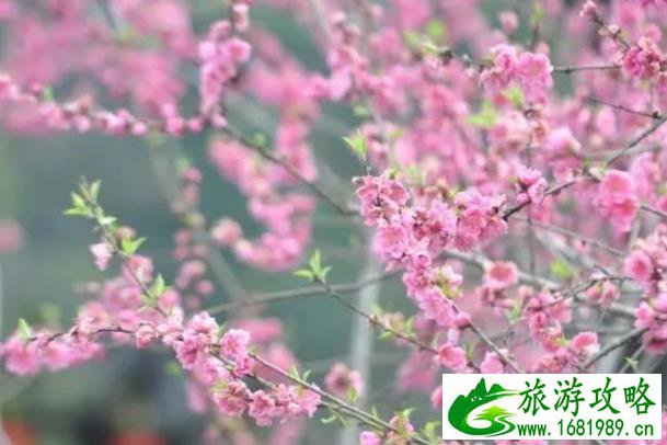 长沙看花的地方有哪些 长沙全年赏花攻略