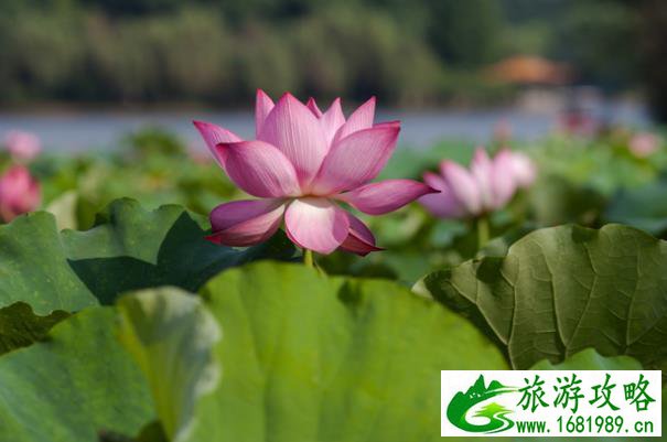 长沙看花的地方有哪些 长沙全年赏花攻略