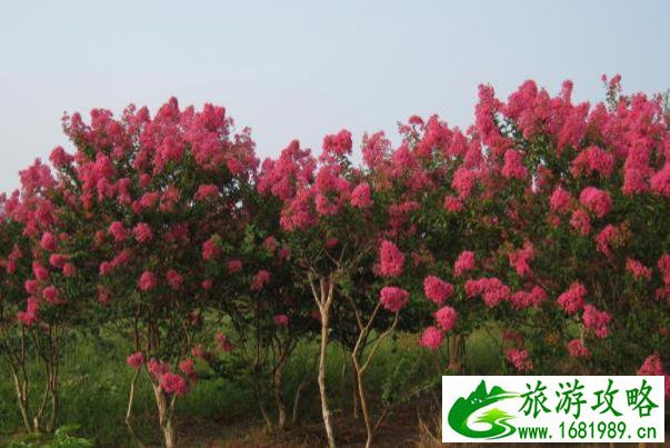 长沙看花的地方有哪些 长沙全年赏花攻略