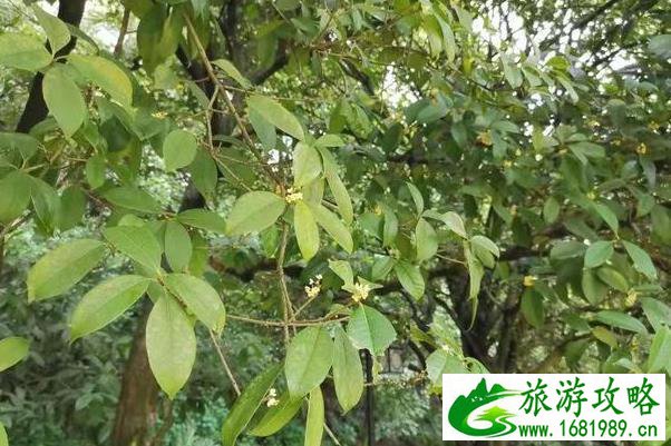 长沙看花的地方有哪些 长沙全年赏花攻略