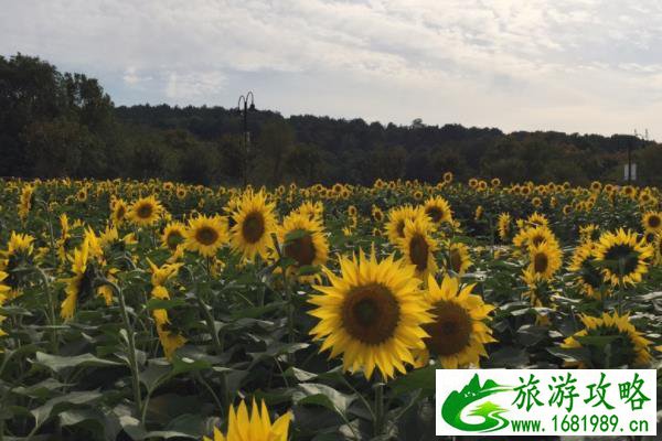 2021武汉秋季赏花的地方有哪些