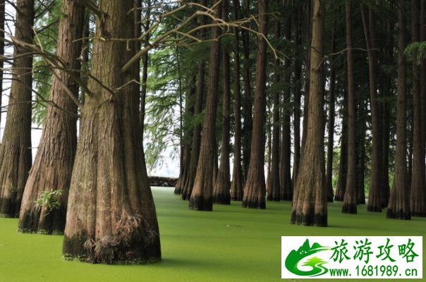 2021武汉秋季赏花的地方有哪些