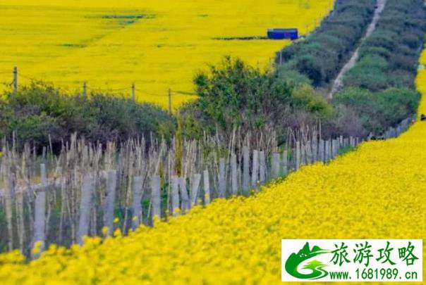 长沙看花的地方有哪些 长沙全年赏花攻略