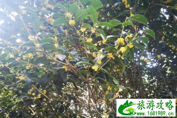 武汉赏桂花的地方 武汉赏桂花的公园推荐 武汉赏桂花的地方 武汉赏桂花的公园推荐