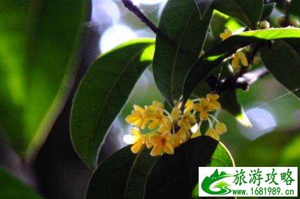 武汉赏桂花的地方 武汉赏桂花的公园推荐 武汉赏桂花的地方 武汉赏桂花的公园推荐