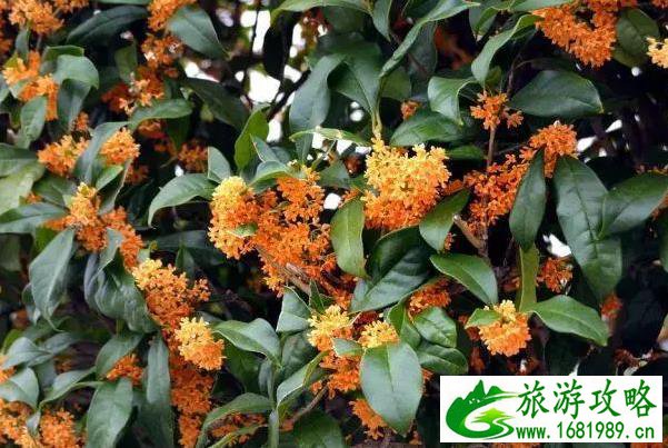 武汉赏桂花的地方 武汉赏桂花的公园推荐 武汉赏桂花的地方 武汉赏桂花的公园推荐