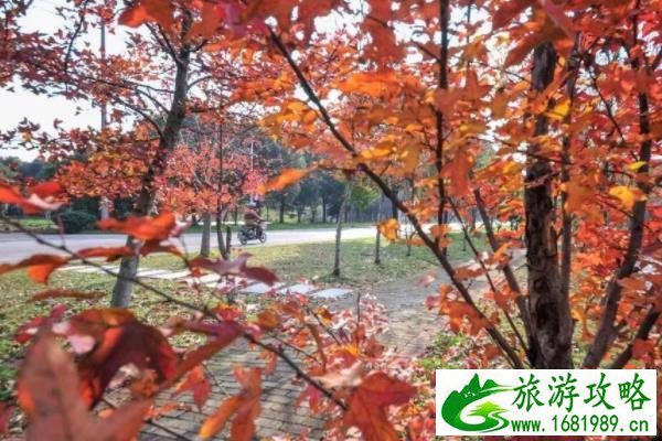 无锡看枫叶免费的地方有哪些 无锡看枫叶免费的地方有哪些