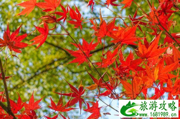 无锡看枫叶免费的地方有哪些 无锡看枫叶免费的地方有哪些