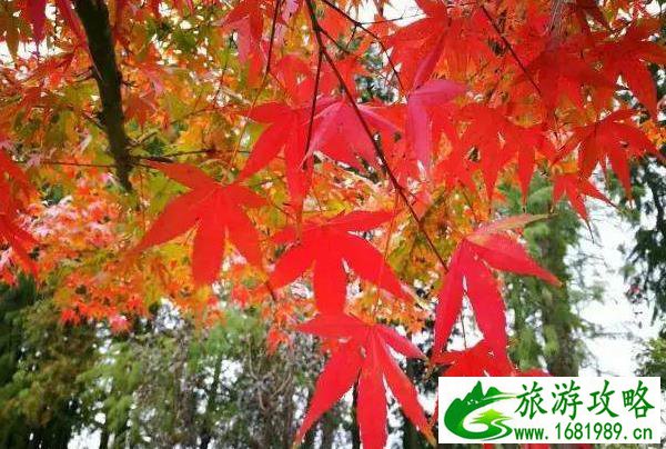 无锡看枫叶免费的地方有哪些 无锡看枫叶免费的地方有哪些