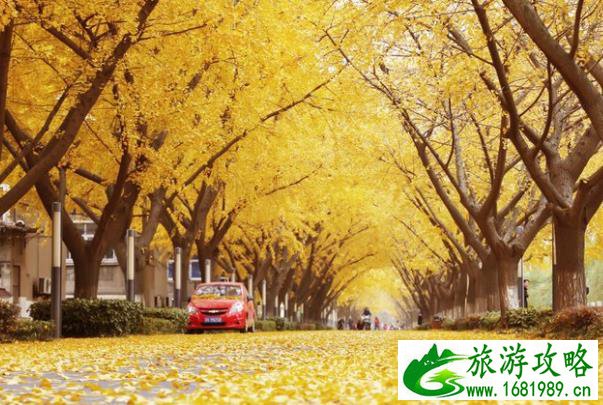 无锡银杏观赏地 无锡免费赏银杏的地方有哪些