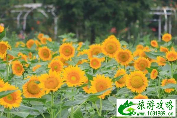 厦门向日葵花海在哪儿2021 厦门向日葵花海在哪儿2021