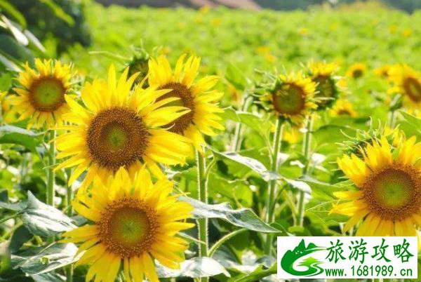 厦门向日葵花海在哪儿2021 厦门向日葵花海在哪儿2021