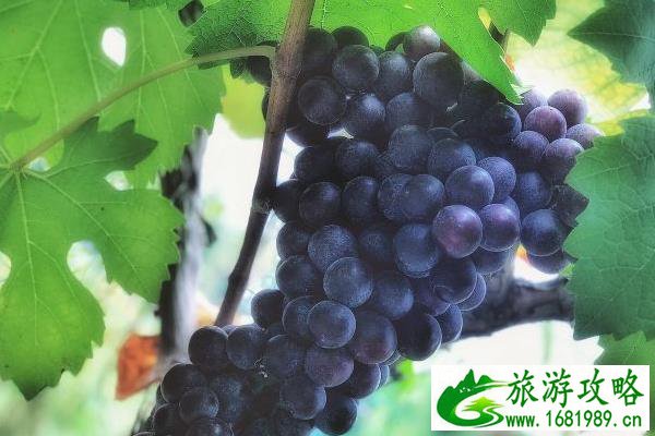 2021长沙望城白箬铺镇水果采摘攻略