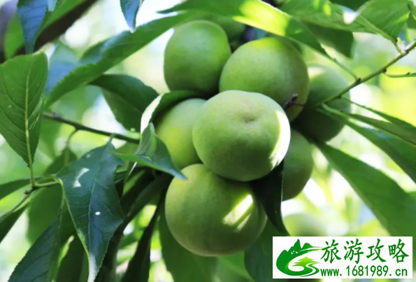 阿坝州茂县有什么好玩的-景点推荐