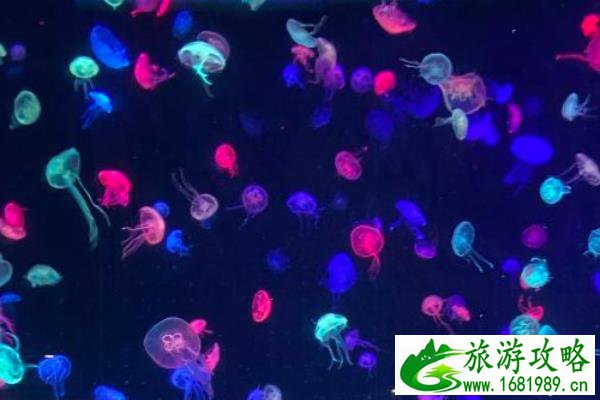 珠海长隆海洋王国三日游路线推荐