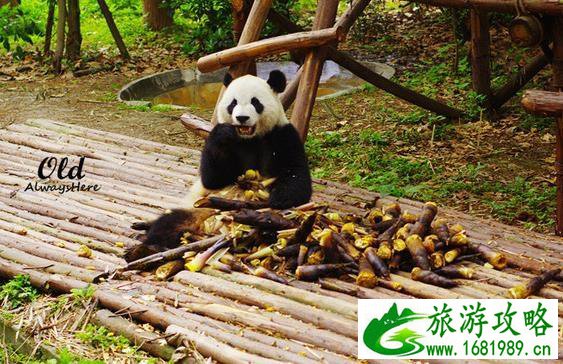 成都大熊猫繁育研究基地攻略 成都大熊猫繁育研究基地攻略