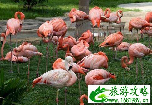 南宁动物园门票多少钱 地址+门票+交通指南 南宁动物园门票多少钱 地址+门票+交通指南