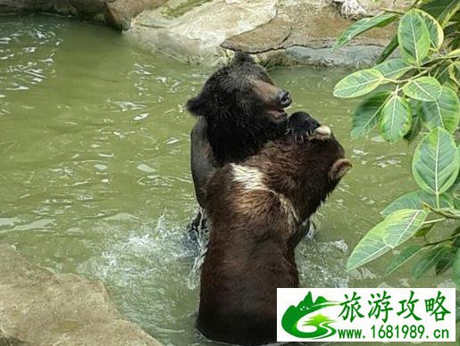 南宁动物园门票多少钱 地址+门票+交通指南 南宁动物园门票多少钱 地址+门票+交通指南