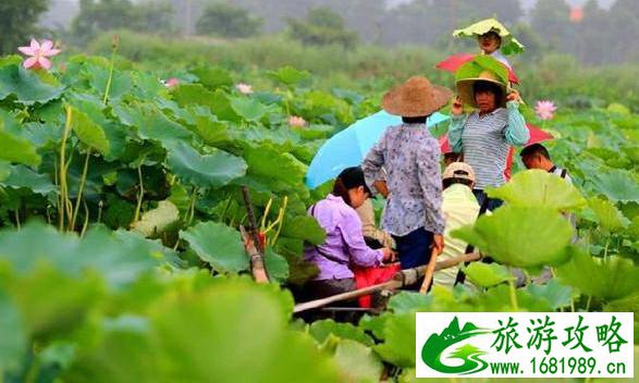 古劳水乡旅游攻略 古劳水乡有什么好玩的