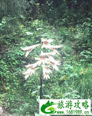 南宝山大峡谷一日游攻略