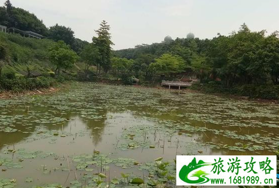 西樵山怎么去 西樵山游玩路线攻略 西樵山怎么去 西樵山游玩路线攻略