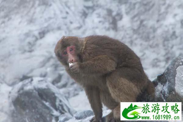 峨眉山旅游攻略 峨眉山有哪些值得去的景点 峨眉山旅游攻略 峨眉山有哪些值得去的景点