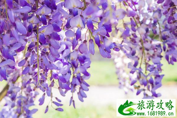 北京紫藤花哪个公园好看-门票价格