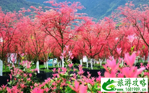 5月四川哪里有枫叶 春季四川红叶观赏地推荐 5月四川哪里有枫叶 春季四川红叶观赏地推荐