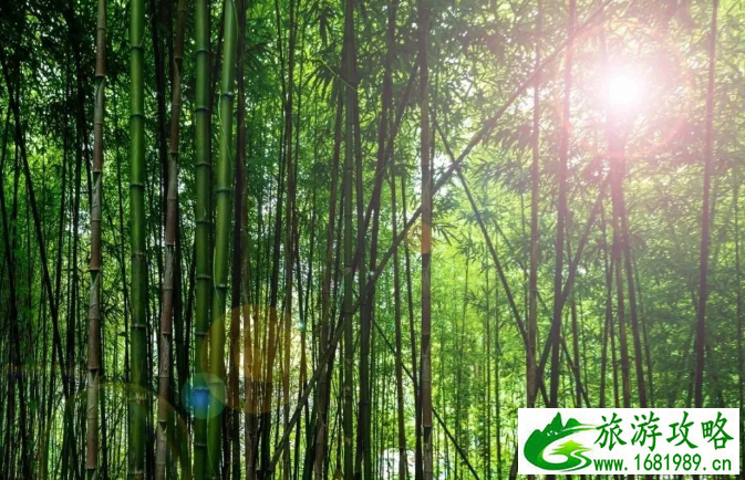 成都竹海在哪里-景点推荐 成都竹海在哪里-景点推荐