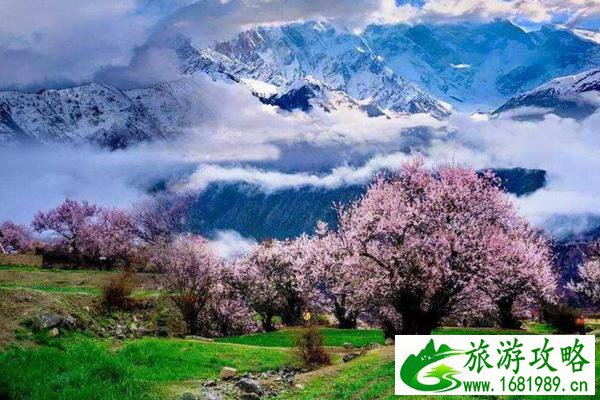 林芝桃花最佳观赏地推荐 林芝赏桃花村庄介绍