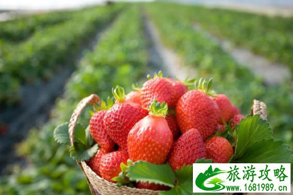 2021中济宁心店镇草莓采摘节活动时间及详情 草莓什么季节成熟