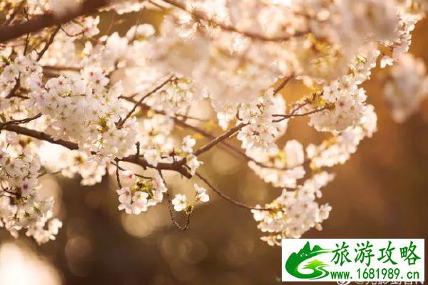 东南大学樱花教室最新信息