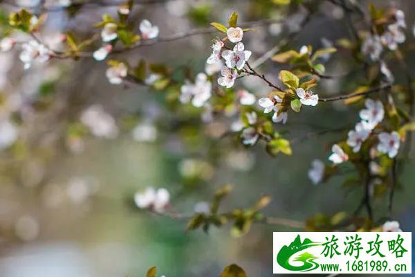 东南大学樱花教室最新信息