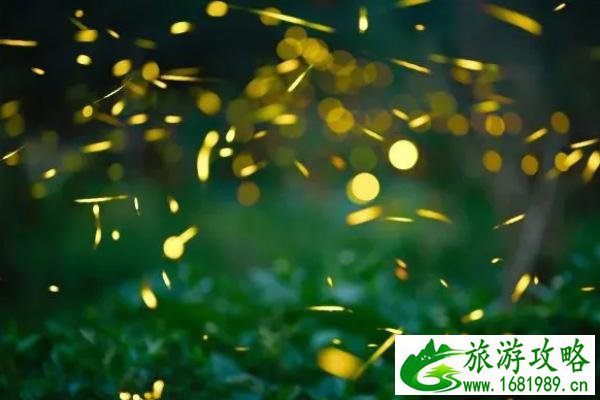 眉山青神萤火虫具体位置-要门票吗 眉山青神萤火虫具体位置-要门票吗