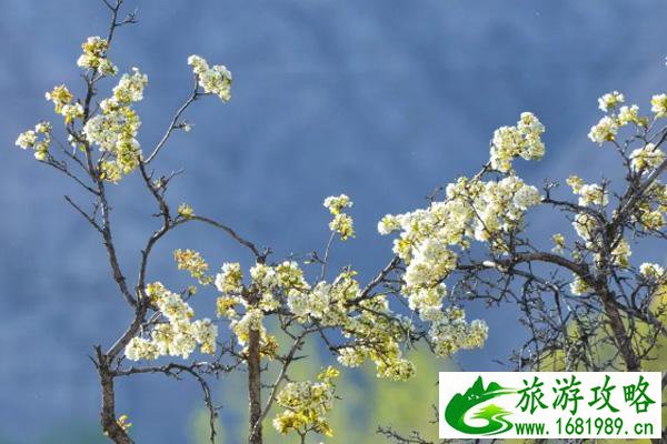 贵德梨花节几月几号2021 贵德景点推荐 贵德梨花节几月几号2021 贵德景点推荐