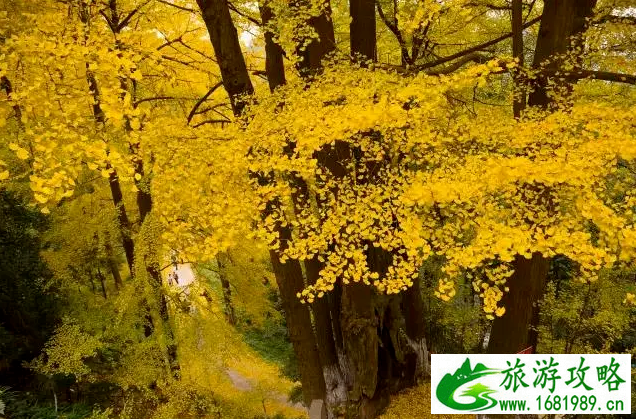 秋季成都大邑县旅游景点美食推荐 秋季成都大邑县旅游景点美食推荐
