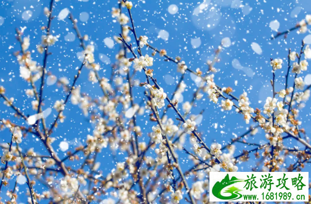 2021湖南省博物馆怎么预约 长沙赏梅花的地方有哪些 2021湖南省博物馆怎么预约 长沙赏梅花的地方有哪些