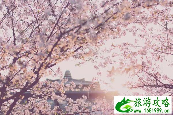 武大什么时候看樱花 2021武大樱花预约指南 武大什么时候看樱花 2021武大樱花预约指南