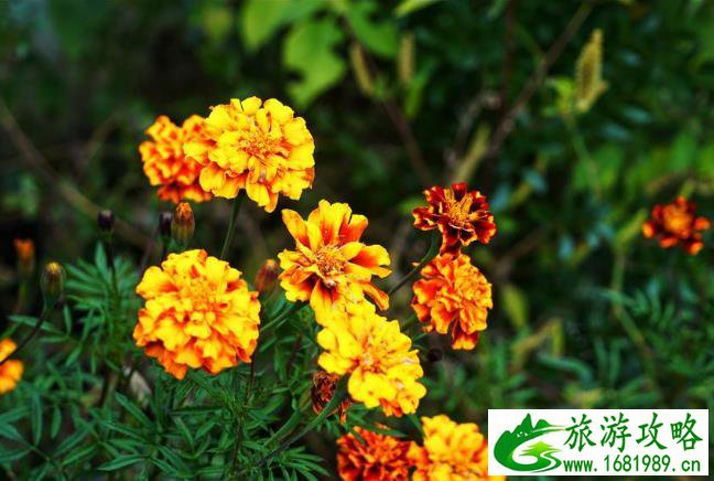 阿来旧居一日游攻略 阿来旧居一日游攻略