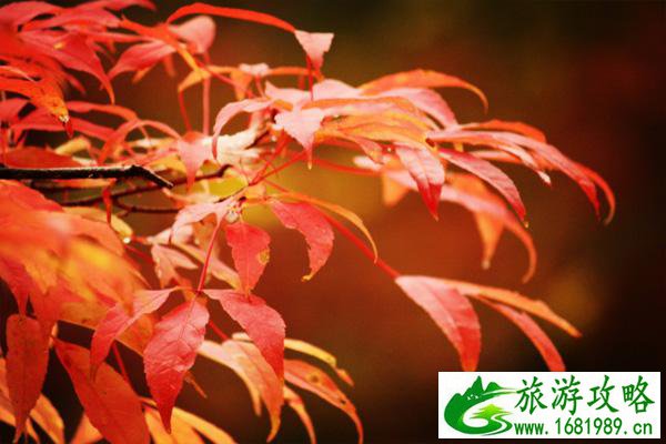 蛟河红叶谷11月还有的看吗 蛟河红叶谷一日游 蛟河红叶谷11月还有的看吗 蛟河红叶谷一日游