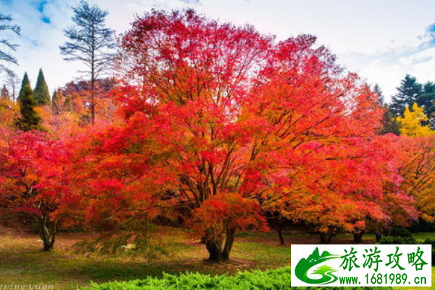 庐山红叶什么时候去最好 庐山去哪看红叶 庐山红叶什么时候去最好 庐山去哪看红叶