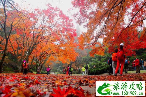 庐山红叶什么时候去最好 庐山去哪看红叶 庐山红叶什么时候去最好 庐山去哪看红叶