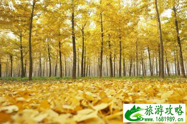 银杏一般什么时候黄 国内银杏最美的地方 银杏一般什么时候黄 国内银杏最美的地方