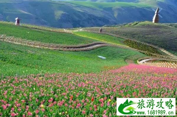 江布拉克郁金香花海几月份开 江布拉克郁金香花海几月份开