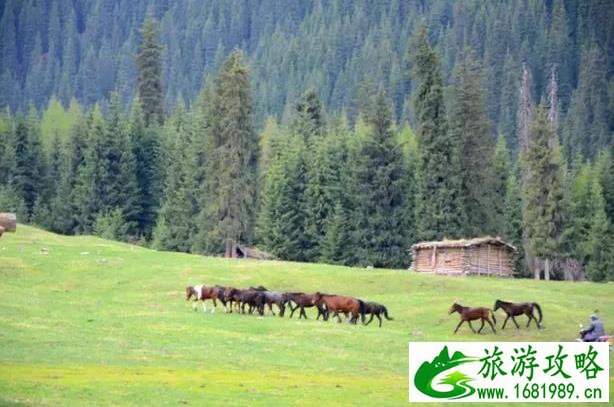 江布拉克郁金香花海几月份开 江布拉克郁金香花海几月份开