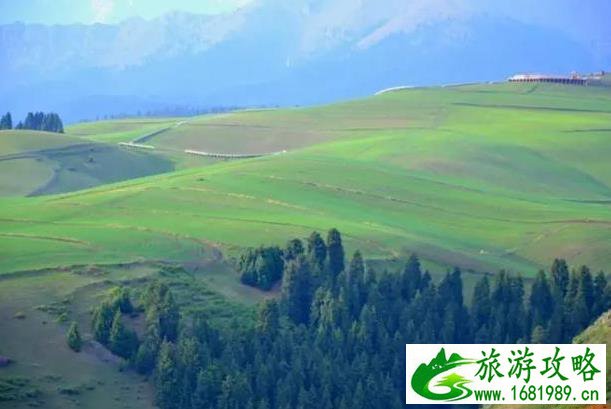 江布拉克郁金香花海几月份开 江布拉克郁金香花海几月份开