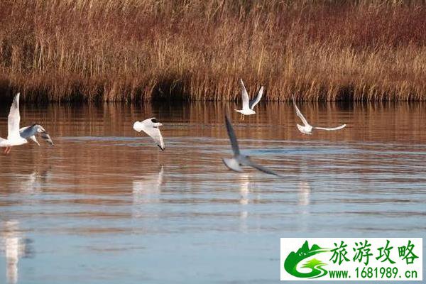 野鸭湖湿地公园攻略2020 野鸭湖湿地公园攻略2020