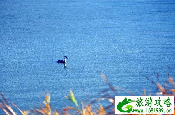 野鸭湖湿地公园攻略2020 野鸭湖湿地公园攻略2020