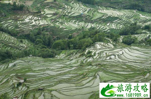 云南元阳梯田旅游攻略 云南元阳梯田旅游攻略